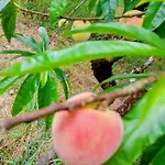 Retiro Dos Cedros - Adega Fogueira