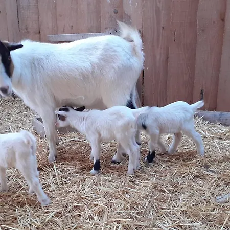 Retiro Dos Cedros - Adega *