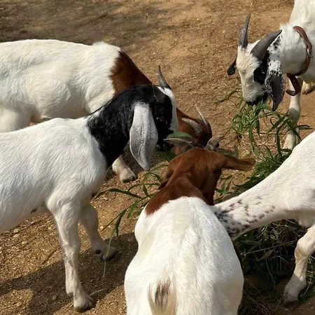 Apartment Retiro Dos Cedros - Adega Fogueira