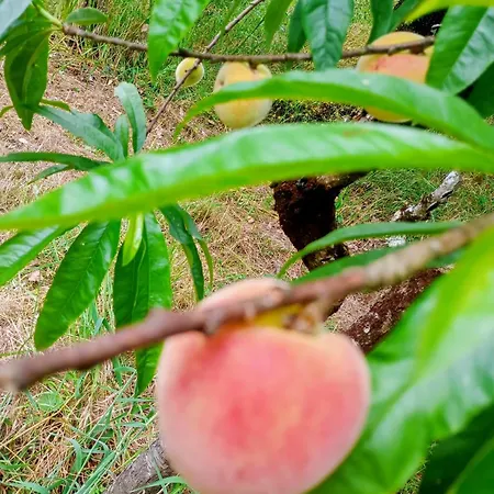 Retiro Dos Cedros - Adega Fogueira
