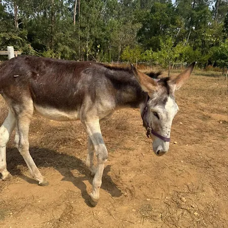 Retiro Dos Cedros - Adega *