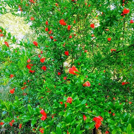 Apartament Retiro Dos Cedros - Adega *